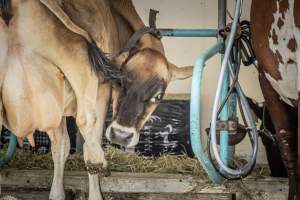 New Jersey State Fair 2026 - Captured at Sussex County Fairgrounds, Frankford NJ United States.