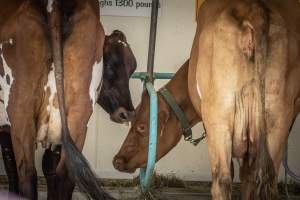 New Jersey State Fair 2026 - Captured at Sussex County Fairgrounds, Frankford NJ United States.