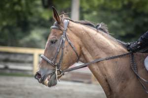 New Jersey State Fair 2026 - Captured at Sussex County Fairgrounds, Frankford NJ United States.