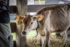 New Jersey State Fair 2026 - Captured at Sussex County Fairgrounds, Frankford NJ United States.