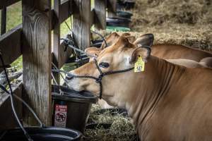 New Jersey State Fair 2026 - Captured at Sussex County Fairgrounds, Frankford NJ United States.