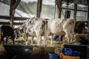 New Jersey State Fair 2026 - Captured at Sussex County Fairgrounds, Frankford NJ United States.