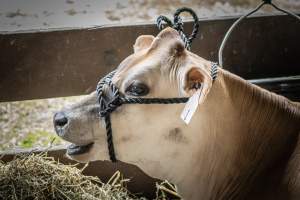 New Jersey State Fair 2026 - Captured at Sussex County Fairgrounds, Frankford NJ United States.