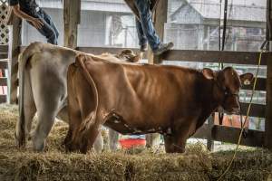 New Jersey State Fair 2026 - Captured at Sussex County Fairgrounds, Frankford NJ United States.