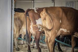 New Jersey State Fair 2026 - Captured at Sussex County Fairgrounds, Frankford NJ United States.