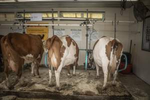 New Jersey State Fair 2026 - Captured at Sussex County Fairgrounds, Frankford NJ United States.