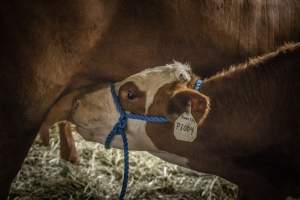New Jersey State Fair 2026 - Captured at Sussex County Fairgrounds, Frankford NJ United States.