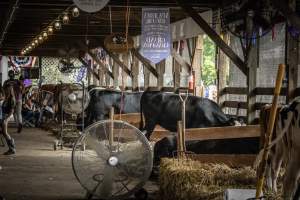 New Jersey State Fair 2026 - Captured at Sussex County Fairgrounds, Frankford NJ United States.