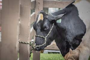 New Jersey State Fair 2026 - Captured at Sussex County Fairgrounds, Frankford NJ United States.