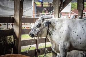 New Jersey State Fair 2026 - Captured at Sussex County Fairgrounds, Frankford NJ United States.