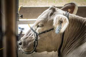 New Jersey State Fair 2026 - Captured at Sussex County Fairgrounds, Frankford NJ United States.