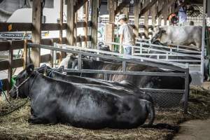 New Jersey State Fair 2026 - Captured at Sussex County Fairgrounds, Frankford NJ United States.