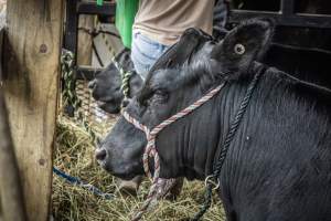 New Jersey State Fair 2026 - Captured at Sussex County Fairgrounds, Frankford NJ United States.