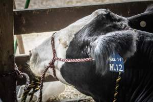 New Jersey State Fair 2026 - Captured at Sussex County Fairgrounds, Frankford NJ United States.