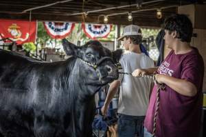 New Jersey State Fair 2026 - Captured at Sussex County Fairgrounds, Frankford NJ United States.