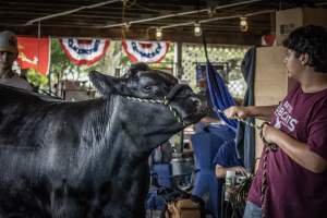 New Jersey State Fair 2026 - Captured at Sussex County Fairgrounds, Frankford NJ United States.