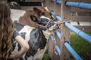 New Jersey State Fair 2026 - Captured at Sussex County Fairgrounds, Frankford NJ United States.