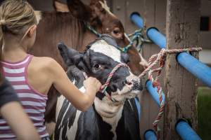 New Jersey State Fair 2026 - Captured at Sussex County Fairgrounds, Frankford NJ United States.