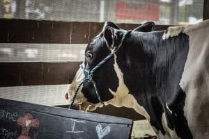 New Jersey State Fair 2026 - Captured at Sussex County Fairgrounds, Frankford NJ United States.