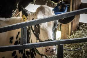 New Jersey State Fair 2026 - Captured at Sussex County Fairgrounds, Frankford NJ United States.