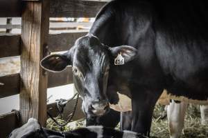 New Jersey State Fair 2026 - Captured at Sussex County Fairgrounds, Frankford NJ United States.