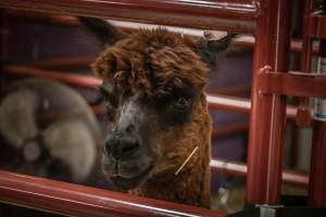 New Jersey State Fair 2026 - Captured at Sussex County Fairgrounds, Frankford NJ United States.