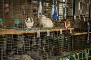 New Jersey State Fair 2026 - Captured at Sussex County Fairgrounds, Frankford NJ United States.