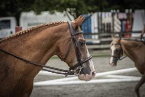 New Jersey State Fair 2026 - Captured at Sussex County Fairgrounds, Frankford NJ United States.