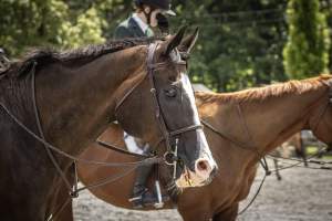 New Jersey State Fair 2026 - Captured at Sussex County Fairgrounds, Frankford NJ United States.