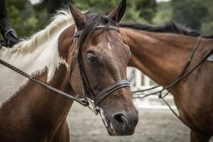 New Jersey State Fair 2026 - Captured at Sussex County Fairgrounds, Frankford NJ United States.