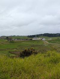 Drive by photos - Captured at Paerata Piggery, Pukekohe Auckland New Zealand.