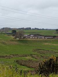 Drive by photos - Captured at Paerata Piggery, Pukekohe Auckland New Zealand.