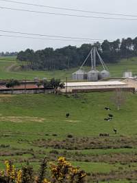 Drive by photos - Captured at Paerata Piggery, Pukekohe Auckland New Zealand.