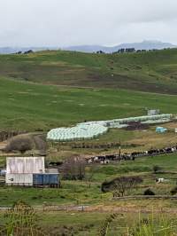 Drive by photos - Captured at Unknown dairy, Pukekohe Auckland New Zealand.