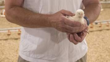 Photos from 2018 article - Captured at Pinelands Poultry, Paerata Auckland New Zealand.