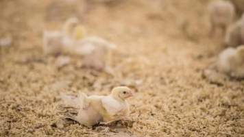 Photos from 2018 article - Captured at Pinelands Poultry, Paerata Auckland New Zealand.