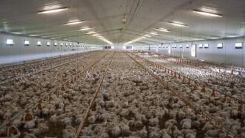 Photos from 2018 article - Captured at Pinelands Poultry, Paerata Auckland New Zealand.