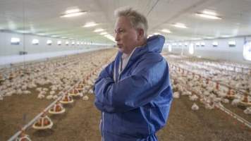 Photos from 2018 article - Captured at Pinelands Poultry, Paerata Auckland New Zealand.