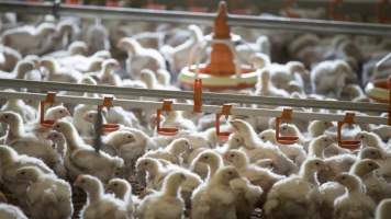 Photos from 2018 article - Captured at Pinelands Poultry, Paerata Auckland New Zealand.