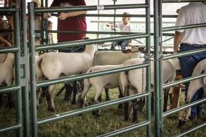 Somerset County 4-H Fair 2026 - Captured at Somerset County Ted Blum 4-H Center, Bridgewater NJ United States.