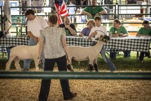 Somerset County 4-H Fair 2026 - Captured at Somerset County Ted Blum 4-H Center, Bridgewater NJ United States.
