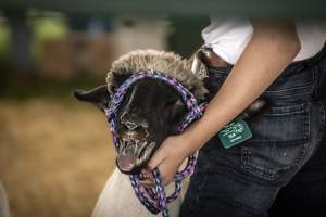 Somerset County 4-H Fair 2026 - Captured at Somerset County Ted Blum 4-H Center, Bridgewater NJ United States.