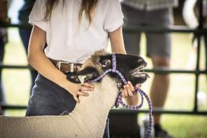 Somerset County 4-H Fair 2026 - Captured at Somerset County Ted Blum 4-H Center, Bridgewater NJ United States.