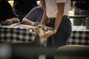 Somerset County 4-H Fair 2026 - Captured at Somerset County Ted Blum 4-H Center, Bridgewater NJ United States.