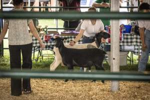 Somerset County 4-H Fair 2026 - Captured at Somerset County Ted Blum 4-H Center, Bridgewater NJ United States.