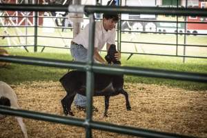 Somerset County 4-H Fair 2026 - Captured at Somerset County Ted Blum 4-H Center, Bridgewater NJ United States.