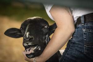 Somerset County 4-H Fair 2026 - Captured at Somerset County Ted Blum 4-H Center, Bridgewater NJ United States.