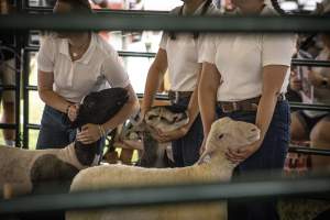 Somerset County 4-H Fair 2026 - Captured at Somerset County Ted Blum 4-H Center, Bridgewater NJ United States.
