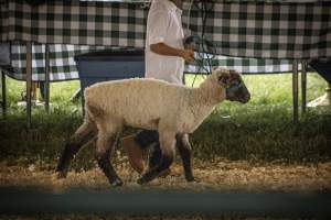 Somerset County 4-H Fair 2026 - Captured at Somerset County Ted Blum 4-H Center, Bridgewater NJ United States.
