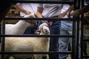 Somerset County 4-H Fair 2026 - Captured at Somerset County Ted Blum 4-H Center, Bridgewater NJ United States.